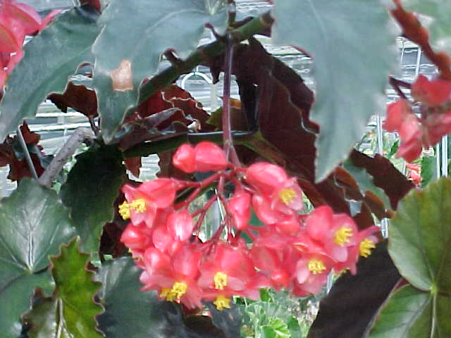 B. ‘Black Jack’
